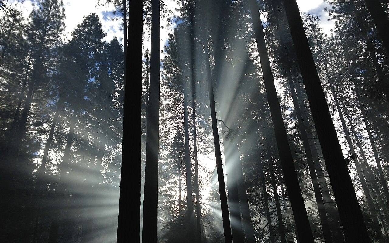 Chase the Morning Sun: The Daylight Habit That May Shift Your Sleep