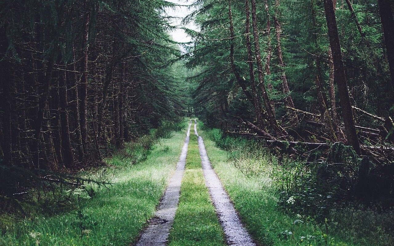 Green Time: Why a Walk Among Trees Makes You Kinder and Calmer