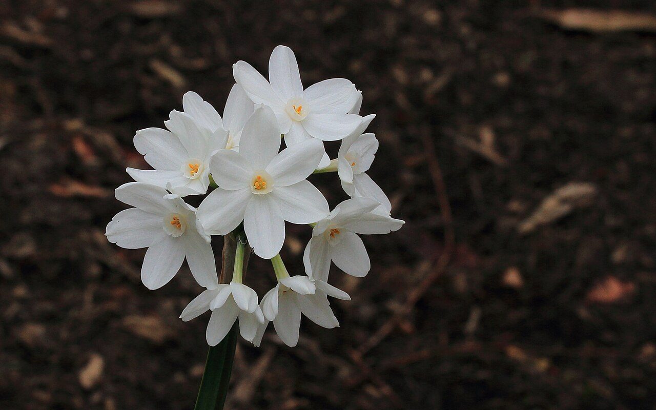 Paperwhites: The Easiest Winter Blooms You Can Grow