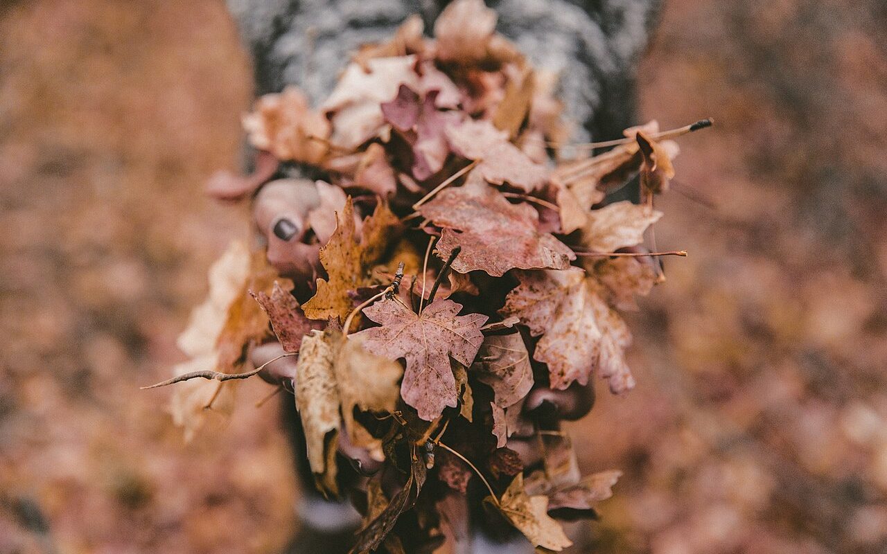 Turn Fallen Leaves Into Free Garden Gold