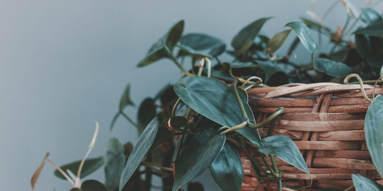 Winter-Proof Your Houseplants: Easy Habits for Happier Greenery